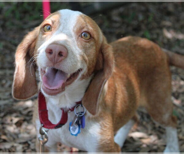 Medium Photo #3 Beagle Puppy For Sale in Dunnellon, FL, USA
