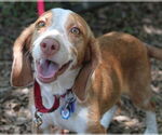 Small #2 Beagle