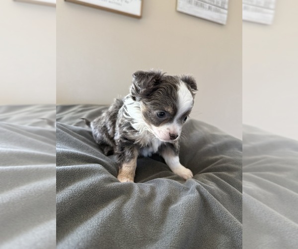 Medium Photo #5 Chihuahua Puppy For Sale in MARCUS, IA, USA