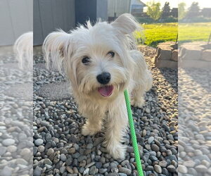 Mutt Dogs for adoption in Bellevue, WA, USA