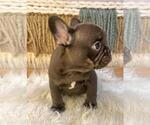 Small #1 French Bulldog