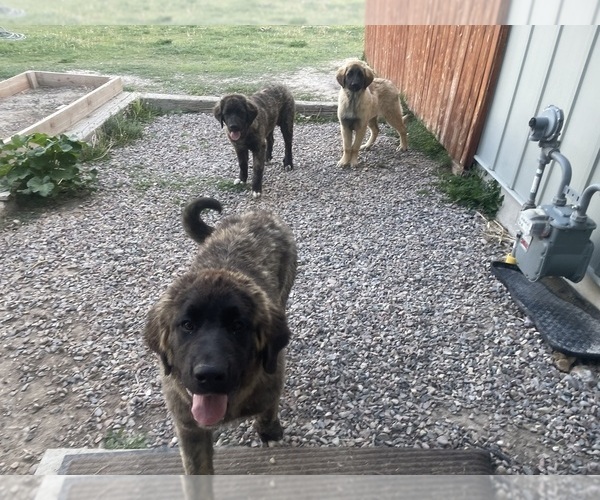 Medium Photo #5 Kangal Dog-Leonberger Mix Puppy For Sale in DILLON, MT, USA