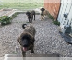 Small Photo #5 Kangal Dog-Leonberger Mix Puppy For Sale in DILLON, MT, USA