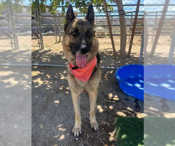 Medium Photo #2 German Shepherd Dog Puppy For Sale in HESPERIA, CA, USA