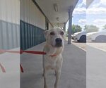 Small #3 Labrador Retriever Mix
