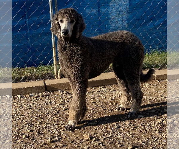 Medium Photo #3 Poodle (Standard) Puppy For Sale in Pacolet, SC, USA
