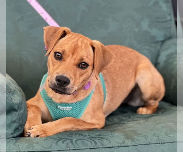 Medium Photo #2 Feist Terrier-Unknown Mix Puppy For Sale in Mundelein, IL, USA