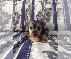 Yorkshire Terrier Puppy for sale in BOWLING GREEN, MO, USA