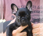 Puppy Cody French Bulldog