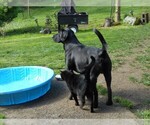 Small Photo #12 Labrador Retriever Puppy For Sale in WOODLAND, WA, USA