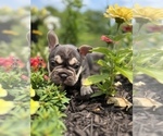 Small Photo #6 French Bulldog Puppy For Sale in HUDSONVILLE, MI, USA