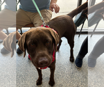Small #1 Labrador Retriever