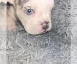 Puppy Blue Olde English Bulldogge