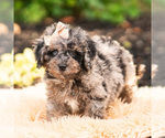 Puppy 4 Maltipoo (Miniature)