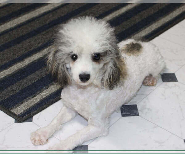 Medium Photo #1 Poodle (Toy) Puppy For Sale in CHANUTE, KS, USA