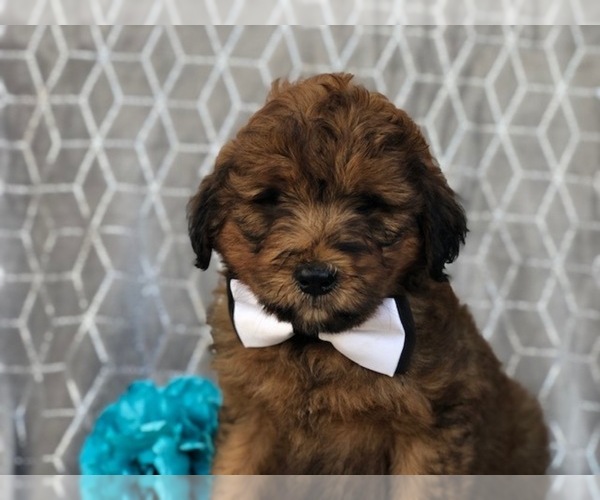 Medium Photo #11 Aussiedoodle Puppy For Sale in LAKELAND, FL, USA