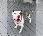 Small #19 American Pit Bull Terrier Mix