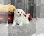 Small Photo #4 Havanese Puppy For Sale in CANOGA, NY, USA