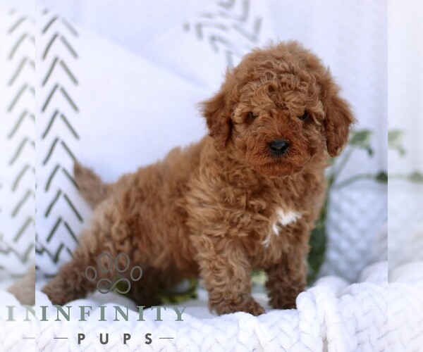 Medium Photo #4 Cavapoo (Miniature) Puppy For Sale in ELIZABETHTOWN, PA, USA
