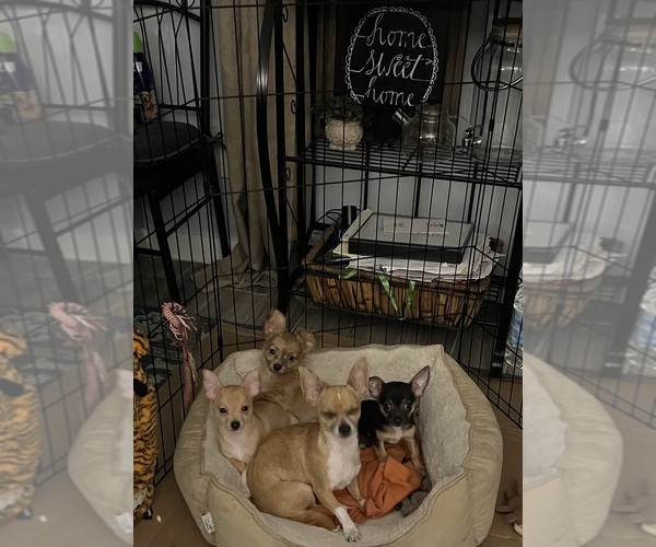 Medium Photo #4 Chihuahua Puppy For Sale in PHILADELPHIA, PA, USA