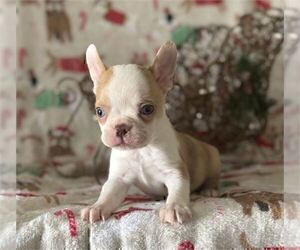 French Bulldog Puppy for sale in MIAMI, FL, USA
