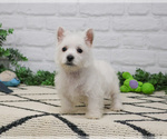 Small #7 West Highland White Terrier