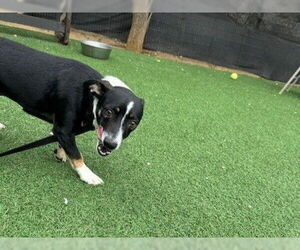 Chiweenie Dogs for adoption in Redwood City, CA, USA