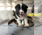 Small Photo #19 Akita Puppy For Sale in CANTONMENT, FL, USA