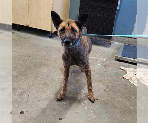Medium Photo #1 German Shepherd Dog Puppy For Sale in Camarillo, CA, USA