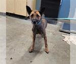 Small German Shepherd Dog