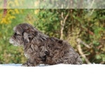 Small #53 ShihPoo