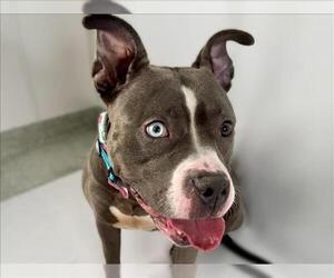 American Pit Bull Terrier Dogs for adoption in Fort Collins, CO, USA