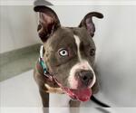 Small American Pit Bull Terrier