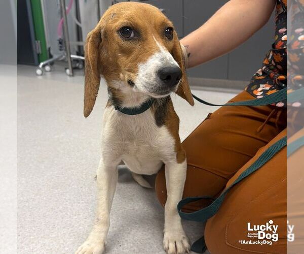 Medium Photo #2 Beagle-Unknown Mix Puppy For Sale in Washington, DC, USA