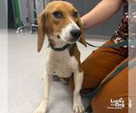 Small #1 Beagle Mix