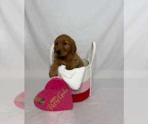 Medium Golden Retriever