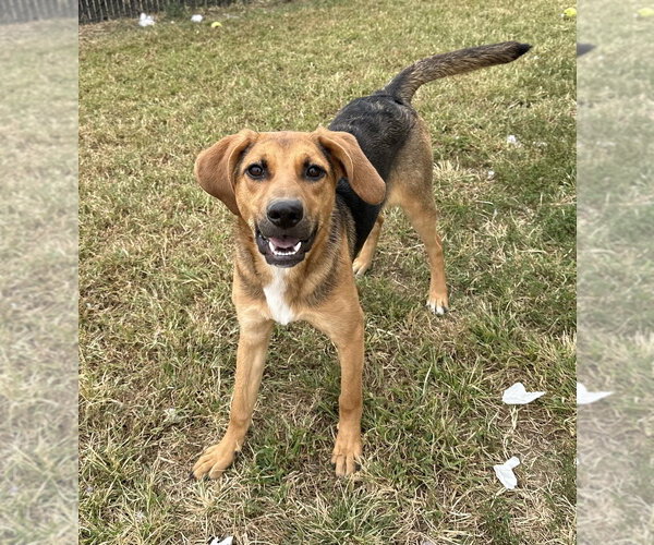 Medium Photo #1 Mutt Puppy For Sale in Evansville, IN, USA