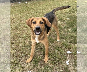 Mutt Dogs for adoption in Evansville, IN, USA