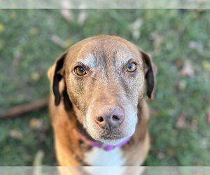 Chocolate Labrador retriever-Unknown Mix Dogs for adoption in Cookeville, TN, USA