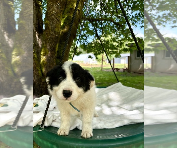 Medium Photo #2 Border-Aussie Puppy For Sale in ENUMCLAW, WA, USA