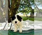 Small #1 Border-Aussie
