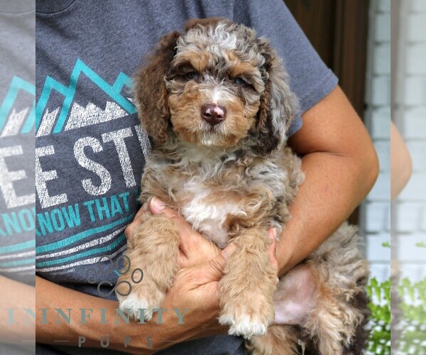 Medium Photo #4 Bernedoodle (Miniature) Puppy For Sale in NARVON, PA, USA