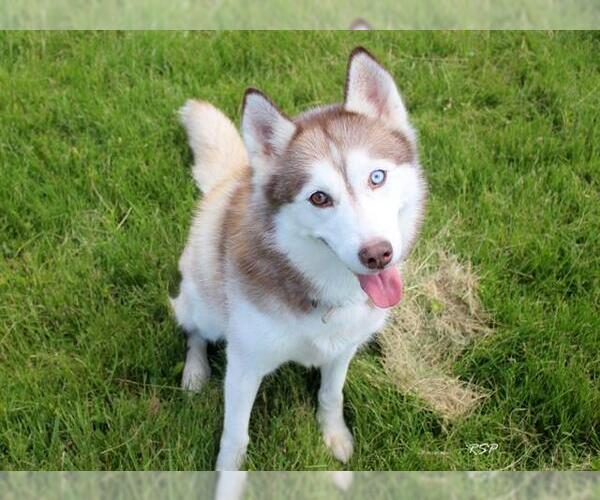 Medium Photo #1 Siberian Husky Puppy For Sale in Fort Wayne, IN, USA