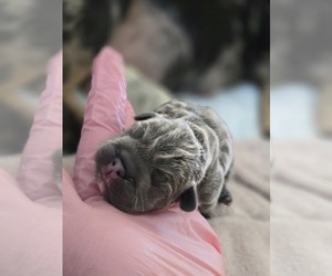French Bulldog Puppy for sale in GLEN BURNIE, MD, USA