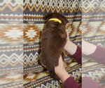Small Photo #21 Miniature Australian Shepherd Puppy For Sale in ADAIR VILLAGE, OR, USA