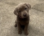 Puppy 6 Labrador Retriever