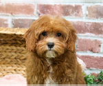 Small #10 Cavapoo (Miniature)