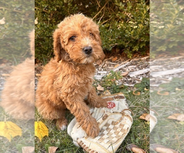 Medium Photo #4 Cockapoo (Toy) Puppy For Sale in MIDDLEBURY, IN, USA
