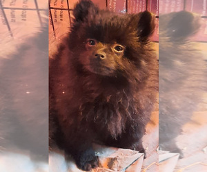 Pomeranian Puppy for sale in SPOTSYLVANIA, VA, USA