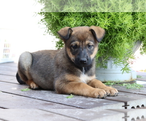 Golden Shepherd-Rottweiler Mix Puppy for sale in SHILOH, OH, USA